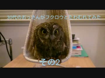 30代のおっさんがフクロウとたわむれてみた　その2