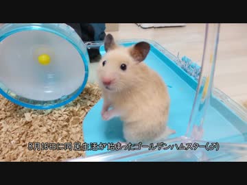 ハムスター【ココ】と初めての同居生活　#2