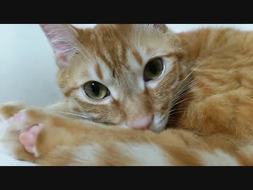 【拾い猫】ふたりで身だしなみ。