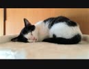 【うちの】野生生活から抜け出し完全勝利したうちのしろUC【ねこ】