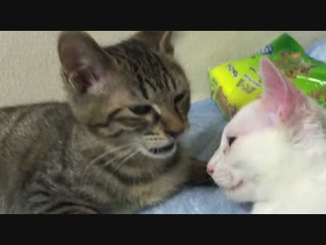 宇宙猫かあさん(オス)、育児と猛暑で夏バテをする