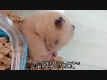 ハムスター【ココ】と初めての同居生活　#3