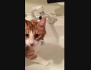 水遊びが好きな猫