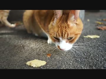 公園のビューティー猫、兄猫の愛と共に夏に咲き乱れる