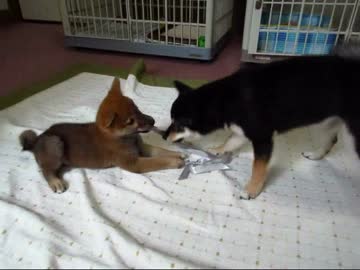 柴犬りょう＆ゆず遊び放題(１５年８月１９日)