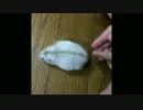 全力で帰宅するハムスターUC