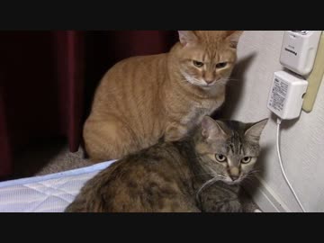 拾いねこ＠生後1142/1109日目　アコツキさんとこの間の旅行写真