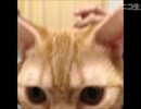 おかると怪談レイディオ 第228､229話