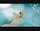 （カラオケ）シロクマを歌わせていただいた。
