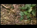 コガネムシを襲うオオスズメバチ