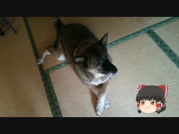【ミニ四駆】ゆっくりミニ四駆始めました。6