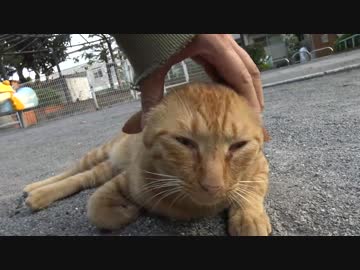 【公園猫戦争】阿修羅、公園に上陸