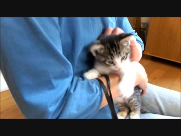 子猫ミルキー　抱っこで遊ぶ