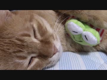 拾いねこ＠生後1143/1110日目　けろっぴを抱きしめるアコさん