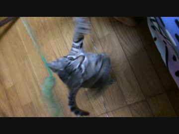 子猫のななちゃん