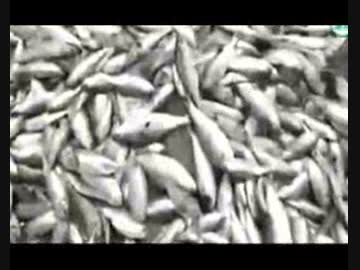 天津ボカン: 河で魚が大量死の質問に当局は有毒物の値は基準範囲だと…w