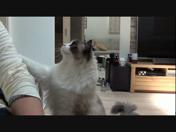 ラグドールのレオ　Vol88 必死に飼い主の気を引く猫