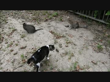 公園の猫いろいろ