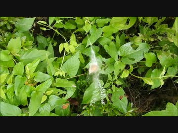 ナガコガネグモにカメムシとセセリチョウを与える