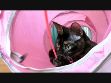 【里親募集】僕と契約して飼い主になってよ。【ミタラシちゃん編】