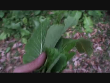 二年目狩猟生活（その３９）