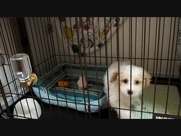 ♯1　みかんちゃん初めてのケージの外