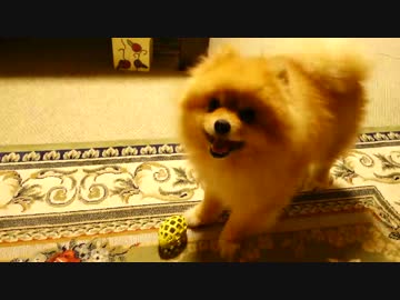 ボールで遊んでくれアピールが半端ない