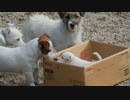 ダンボールに入った子犬とそれを見守る母犬と幼犬たち
