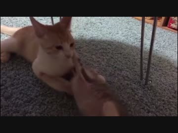 捨て猫(１ヶ月)猫格闘術の特訓を行う