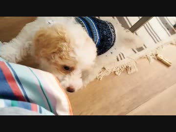 ♯2 みかんちゃん初めてのお洋服