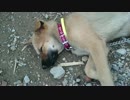 子犬が寝てるだけ・夏 夕方【投稿練習】