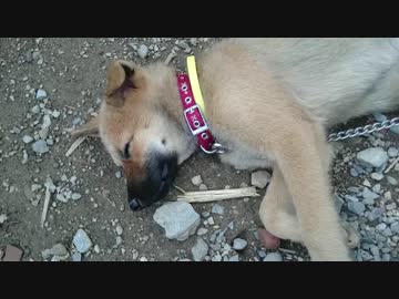 子犬が寝てるだけ・夏 夕方【投稿練習】