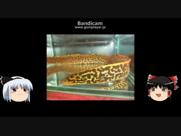 【ゆっくり解説】～ゆっくり熱帯魚紹介～【淡水ウツボ編】