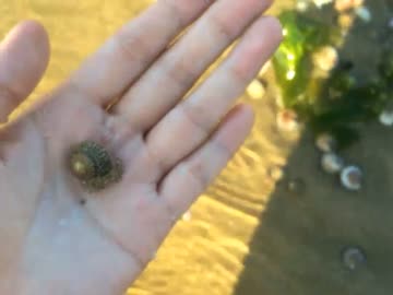 ハッカASMR 夏を楽しむ動画＊ブルーベリー狩りをしながらかき氷を食べ、浜辺を散歩する音