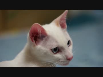 白い保護子猫、里親さまの元へ旅立つ