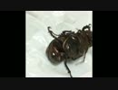 下セカ カブトムシの交尾に例のシーンの音声をつけてみた