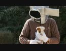 生後1ヶ月のピュアな子犬たちとカメラ男（映画ドロボウ）のコラボ動画