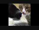 カニカマうまうま【もやしなむる】
