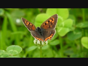 シロツメクサから吸蜜するベニシジミ
