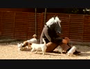 【感動】人生に疲れきった青年の心を励ます子犬たちが けなげすぎる動画