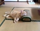 【作業用BGM】適当にハウスとか詰め合わせヾ(๑^◡╹๑)b
