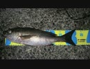 初めてイサキ釣れた！（33.5cm）