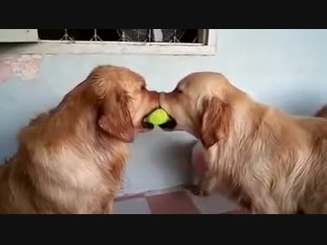 ボールを取り合うイヌ