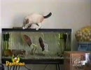 ｵﾏﾇｹぬこ(´ω`)(youtube)