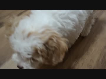 ♯3　みかんちゃん初めてのお友達