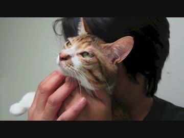 パパに捕まると現実逃避をしだす猫