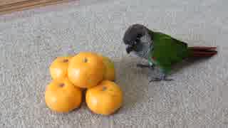 ウロコインコ：チビ【みかん番鳥！～チビ】
