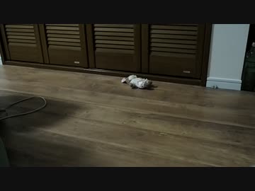 ♯4 みかんちゃん遊び方模索中