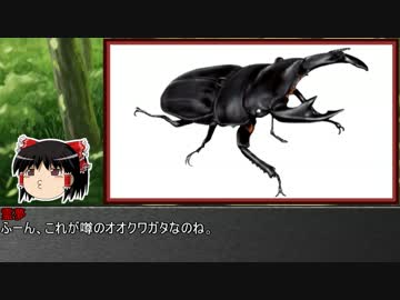 ゆっくり霊夢とやる夫が学ぶ 昆虫大百科 part23