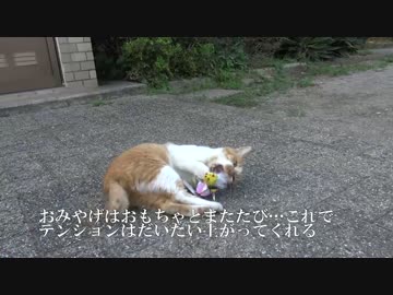 久しぶりに訪れる公園の猫の夕方集会に参加してみた